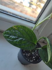 IMG_20250320_081941.jpg