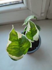 IMG_20250320_082445.jpg