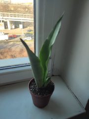 IMG_20250320_081555.jpg