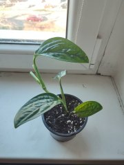 IMG_20250320_082429.jpg