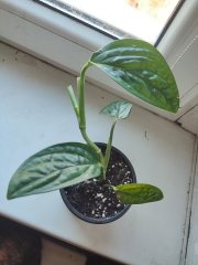 IMG_20250320_082435.jpg