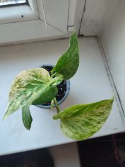 IMG_20250320_082744.jpg