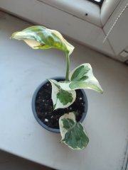 IMG_20250320_080611.jpg