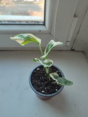 IMG_20250320_080610.jpg