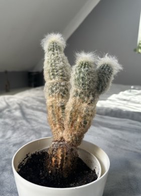 Espostoa