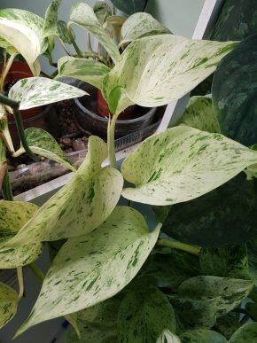 Epipremnum Marble QUEEN/ SNOW QUEEN   - vrcholový čerstvý řízek o 3 listech