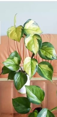 Epipremnum harlequin hybrid - baby rostlinka