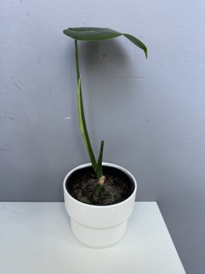 Monstera deliciosa