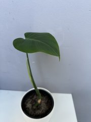 IMG_1252.jpeg