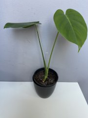 IMG_1253.jpeg