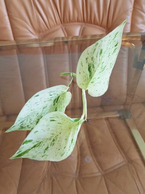 Epipremnum Marble QUEEN/SNOW QUEEN -  krásný/ čerstvý vrcholový řízek