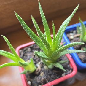 Haworthiopsis fasciata