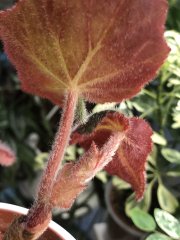 IMG_8282.jpeg