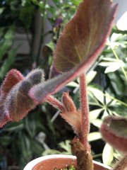 IMG_8283.jpeg