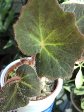 Begonia Midnight Magic- čerstvý řizek .