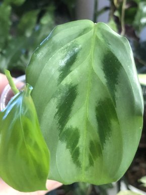 Maranta Cristata “Intense”- rostlina .