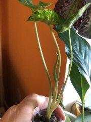 IMG_8273.jpeg