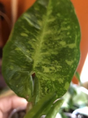 Syngonium Panda.- rostlina