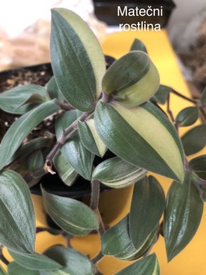 Tradescantia Chrysopchylla  baby Bunny Bellies variegata - čerstvý řizek .