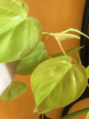 Philodendron Lemon Limě - vrcholový řizek .