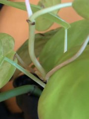 IMG_8262.jpeg