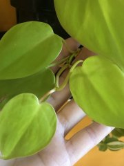IMG_8263.jpeg