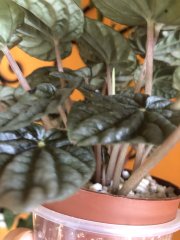 IMG_8329.jpeg