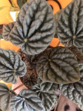 Peperomia Caperata Ripple - list k zakořeněni .
