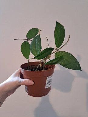 Hoya Carnosa - Voskovka