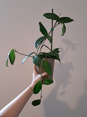 Hoya Carnosa - Voskovka