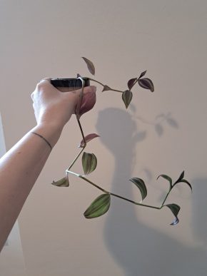 Voděnka - Tradescantia zebrina