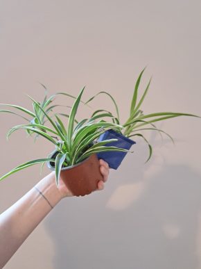 Zelenec - Chlorophytum Comosum 2ks