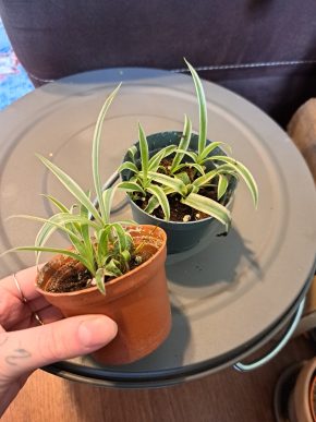 Zelenec - Chlorophytum Comosum 2ks