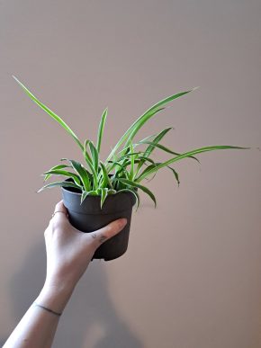 Zelenec - Chlorophytum Comosum