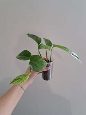 Epipremnum Marble Queen