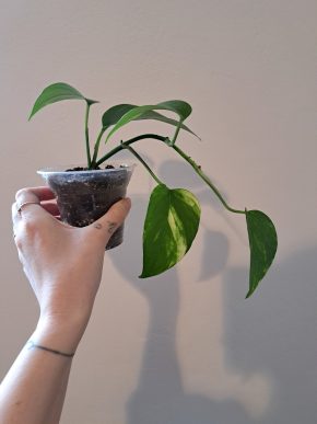 Epipremnum Aureum