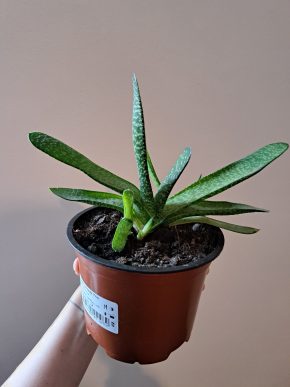 Aloe