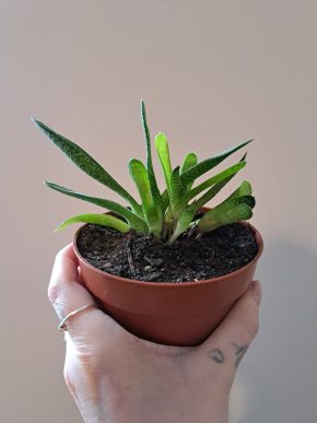 Aloe