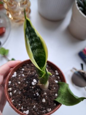 Sansevieria  - Tchýnin jazyk