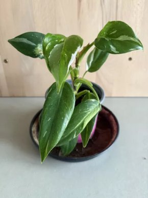 Philodendron White Princess