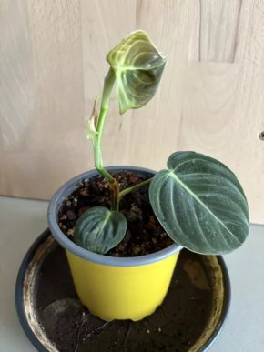 Philodendron Melanochrysum