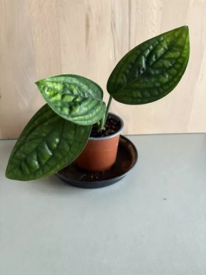 Monstera Karstenianum “Peru”