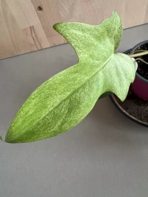 Philodendron Florida Ghost