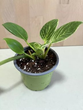 Philodendron Birkin