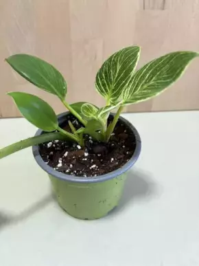 Philodendron Birkin