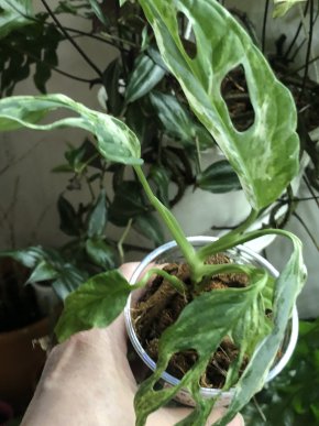 Monstera Indonesian Marble variegata - rostlina .