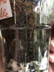 IMG_8335.jpeg