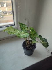 IMG_20250325_083618.jpg