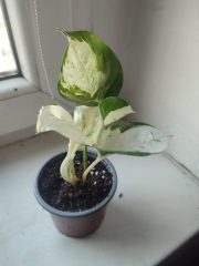 IMG_20250325_083607.jpg