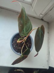 IMG_20250325_081612.jpg